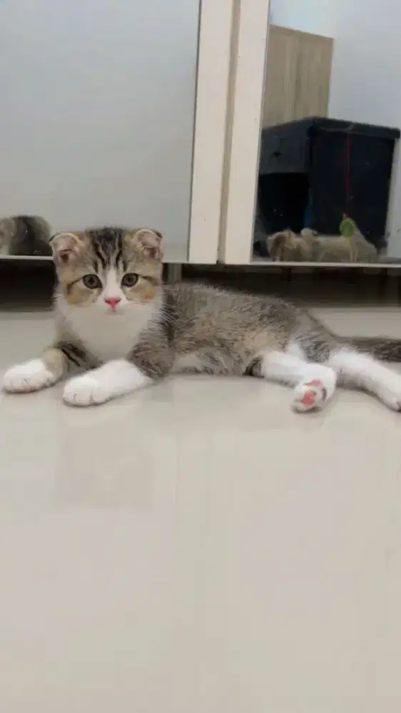 Scottish fold x british shorthair