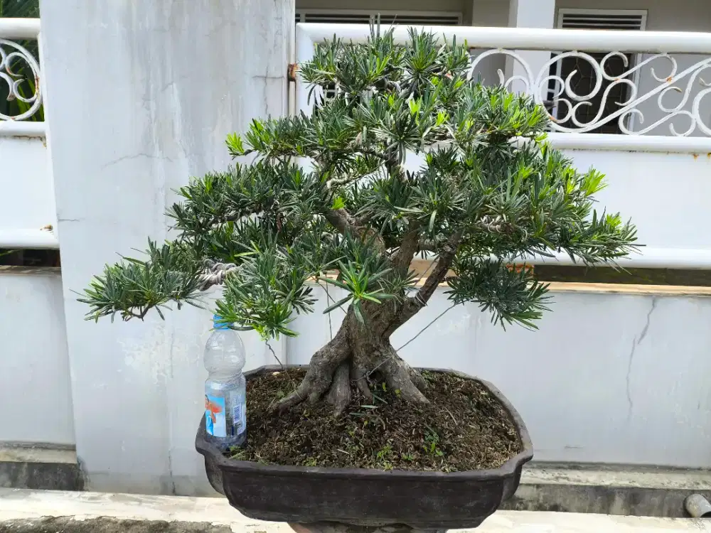 Bonsai lohansung