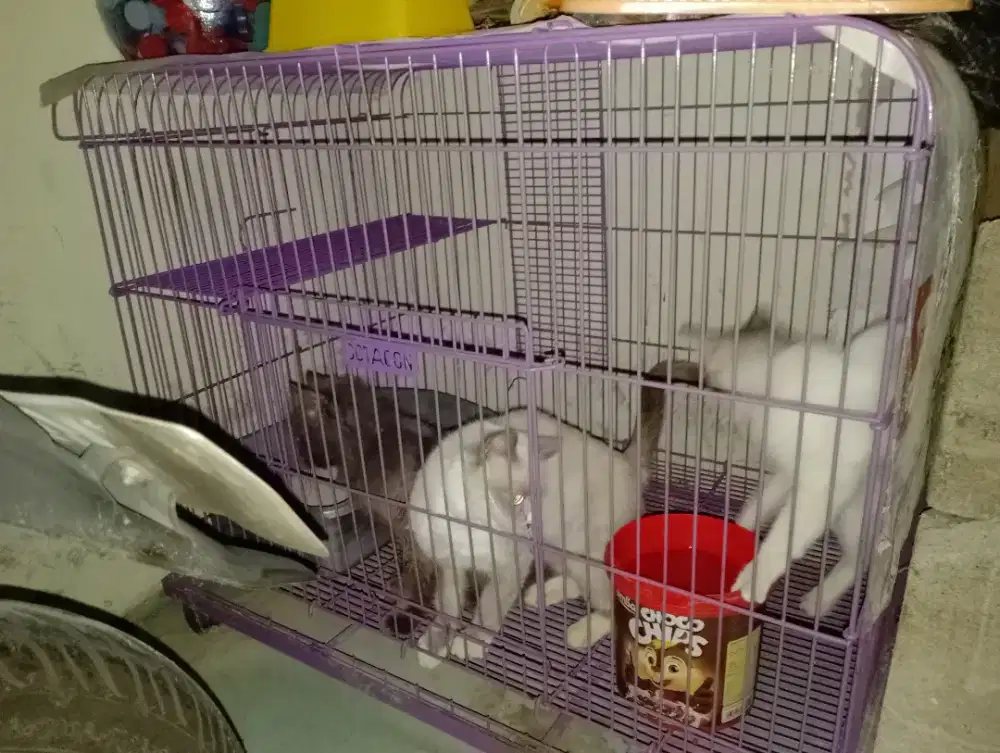 kandang kucing merk octagon