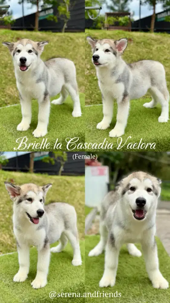 OPEN BOOKING SUPERB QUALITY ALASKAN MALAMUTE PUPPY