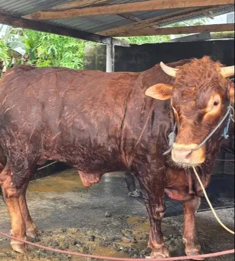 tabungan qurban 6jt-an/bln 7x sapi 600kiloanUP timbang riil jamin puas