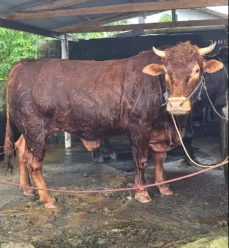 tabungan qurban 6jt-an/bln 7x sapi qurban 600kiloanUP timbang riil top