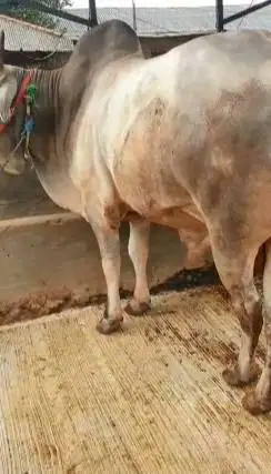 cicilan 6jt-an/bln 7x sapi qurban 600kiloanUP timbang riil jamin puas