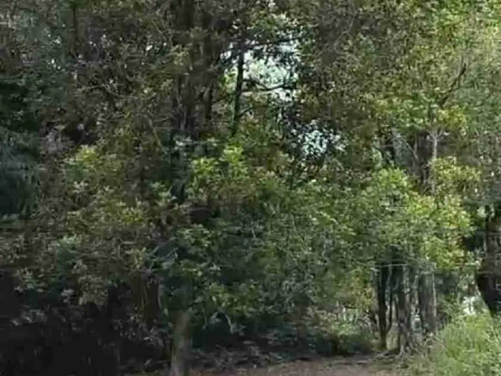 Dijual murah tanah kebun Cengkeh, pinggir jalan, masuk mobil, luas 9 Ha, SHM, 35 rb/m2