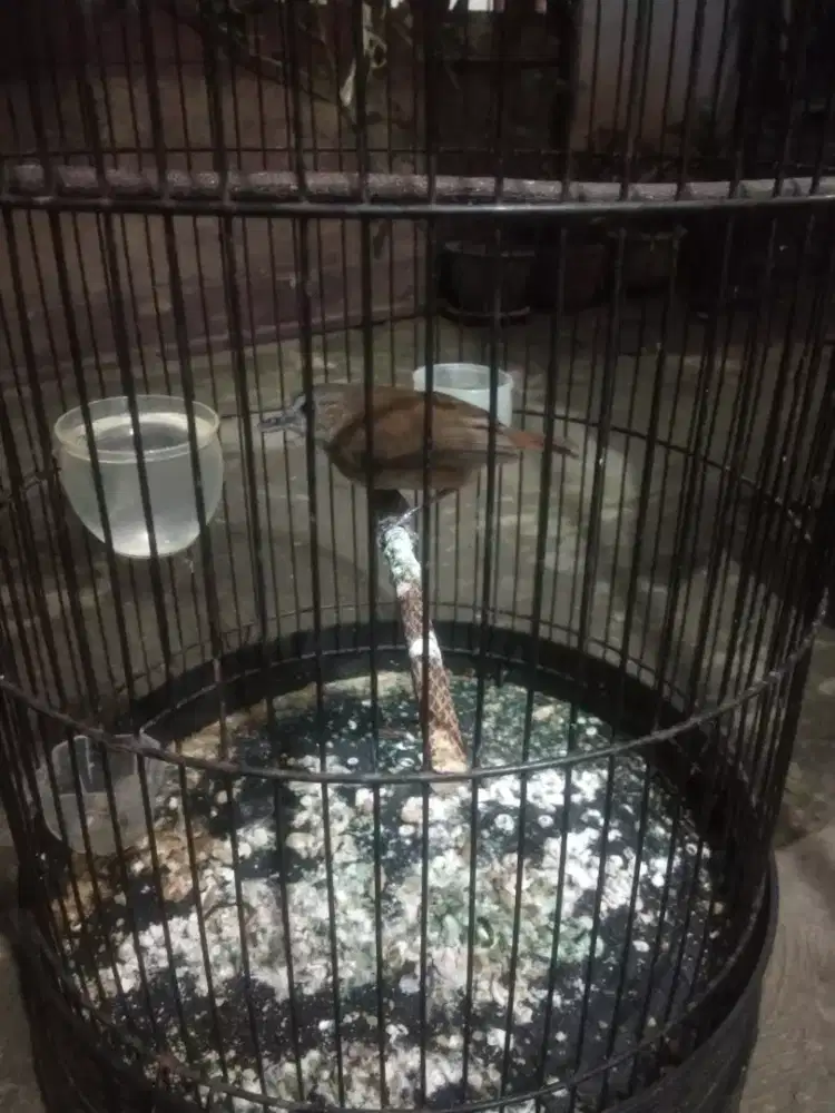 Planduk semak sudah bunyi