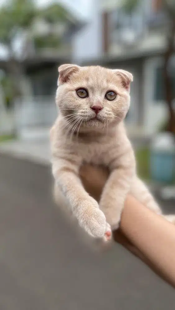 Scottish fold jantan