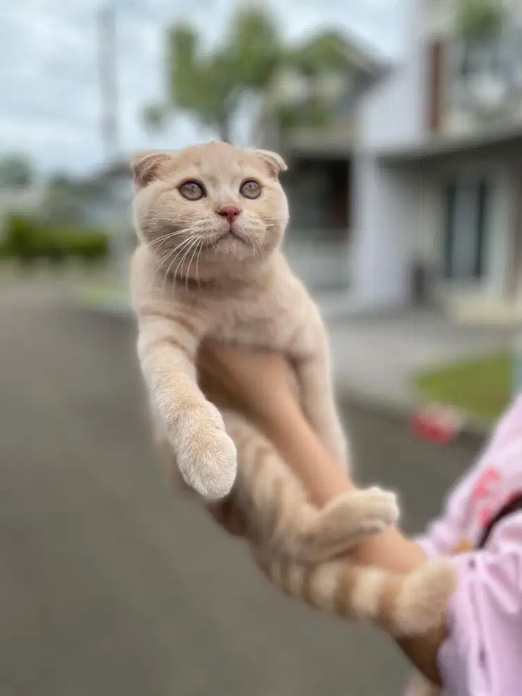 Scottish fold jantan