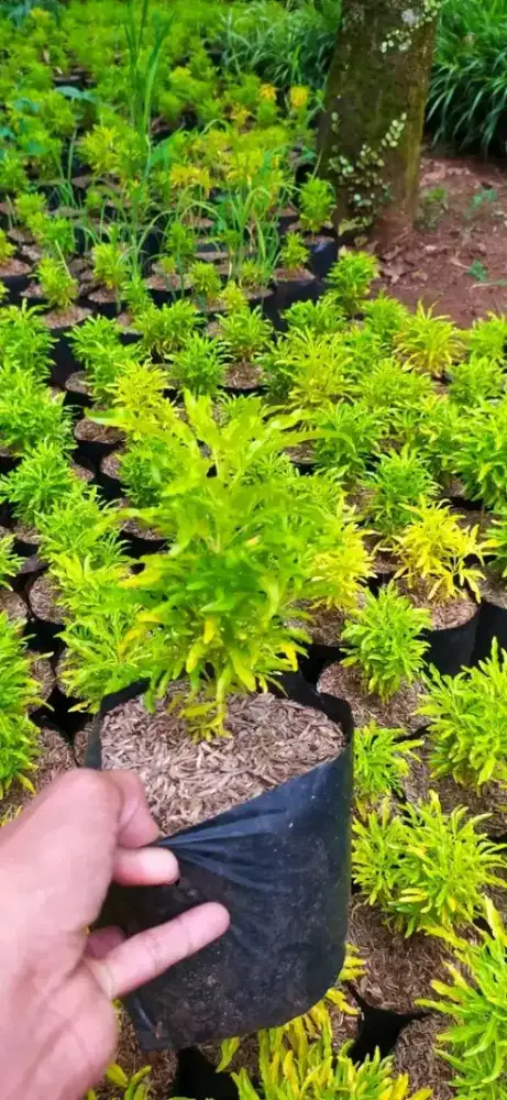 Brokoli kuning tanaman hias