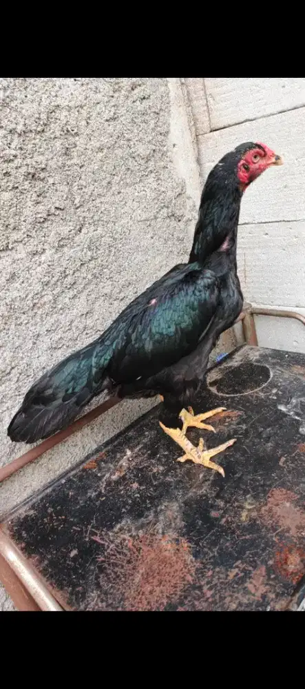 Dijual ayam biang bangkok