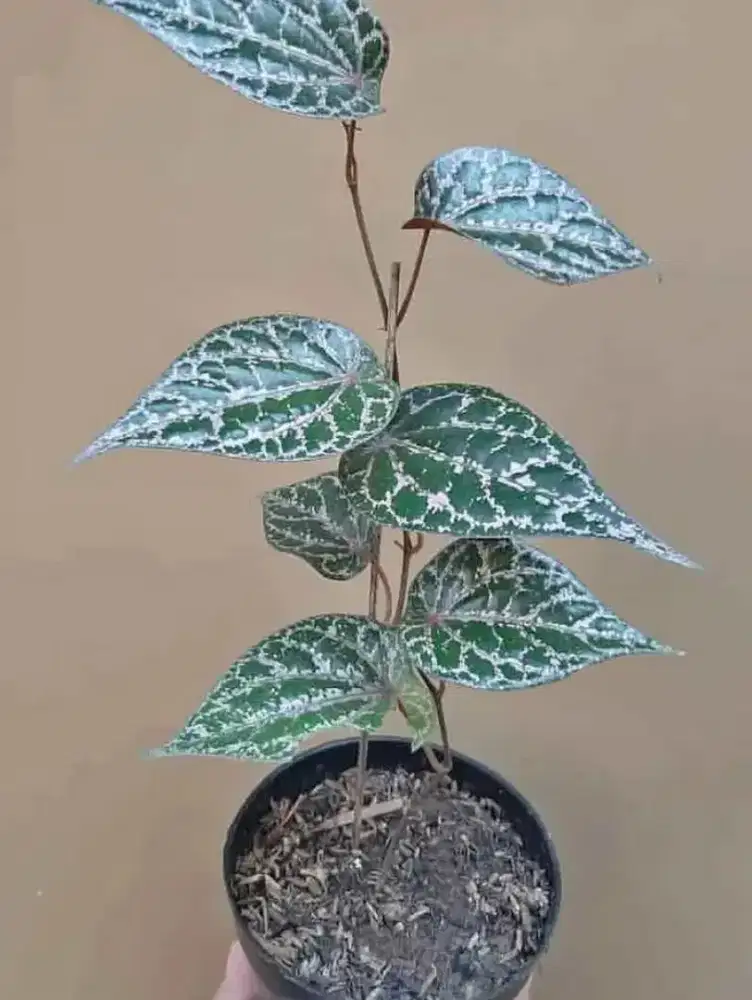 Sirih merah obat herbal