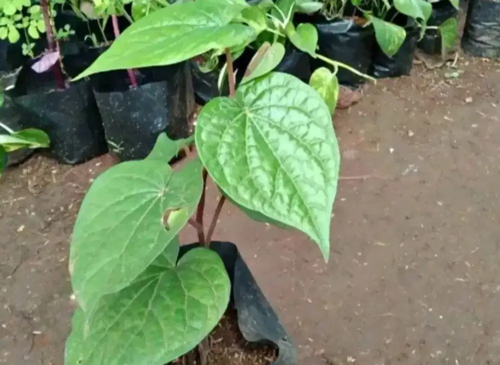 Sirih hijau obat herbal