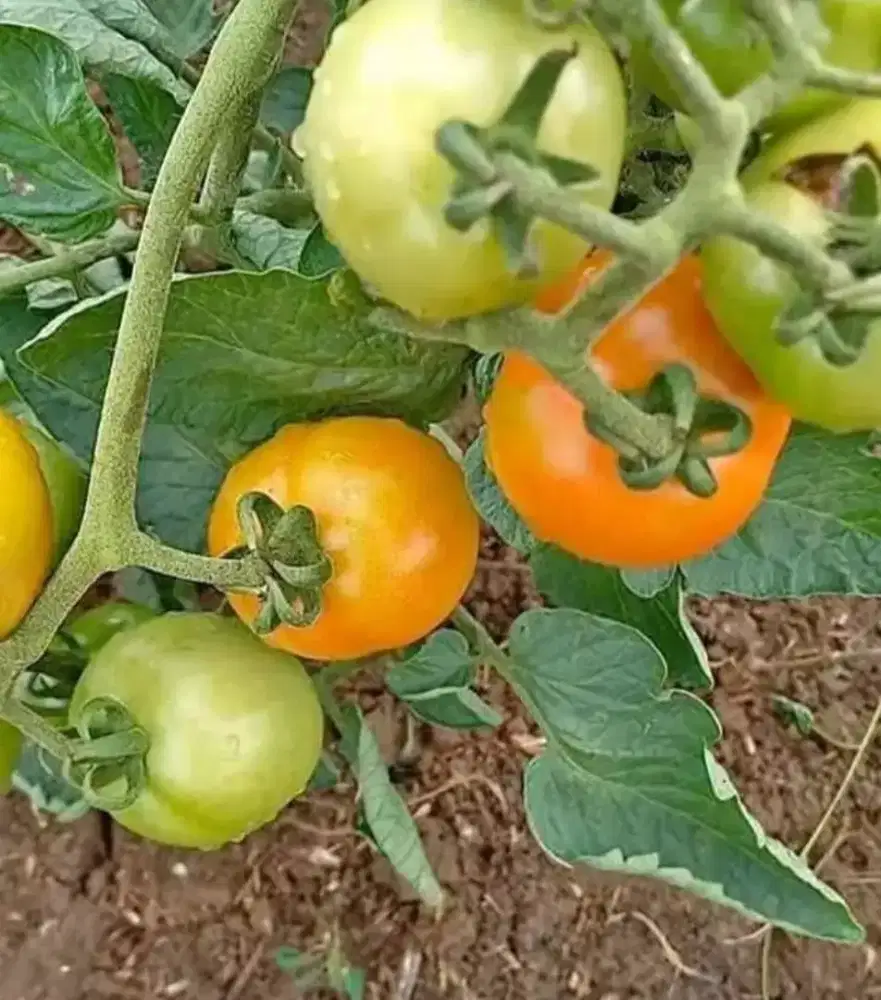 Pohon tomat sudah bebuah siap panen dirumah anda