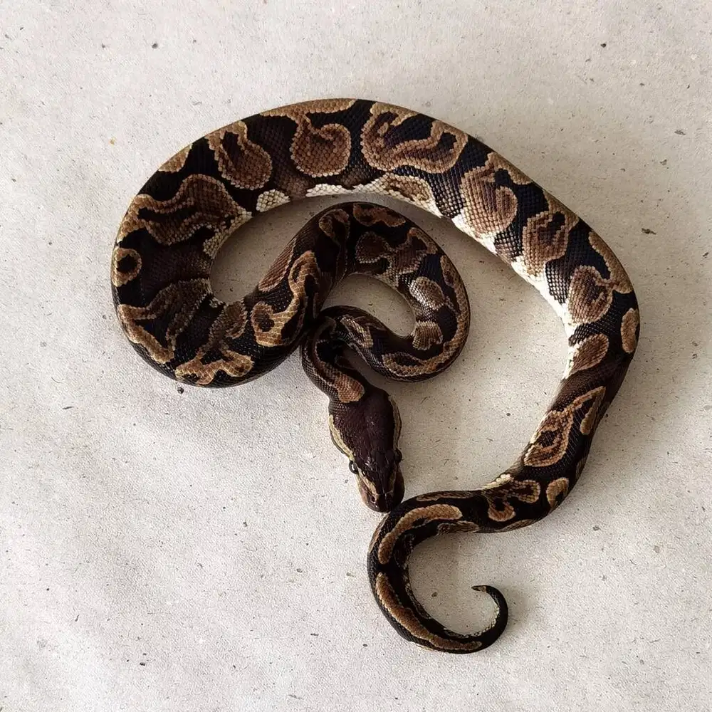 Ballpython GHI het hypo