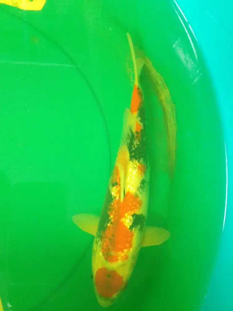 Ikan koi jenis Showa Ginrin 37cm