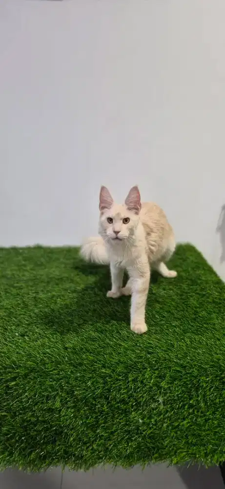 Puticattery Ready to Adopt