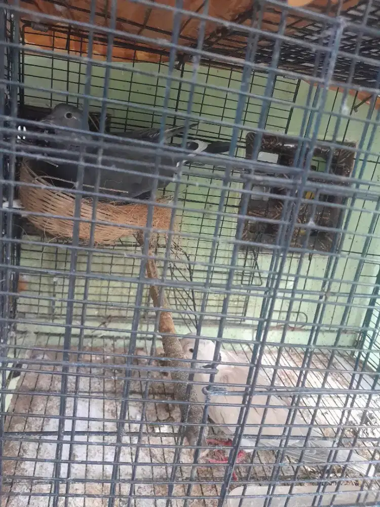 Merpater jantan & puter betina