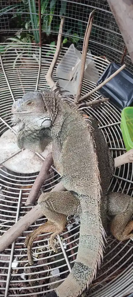 Iguana Colombia mutasi abu2