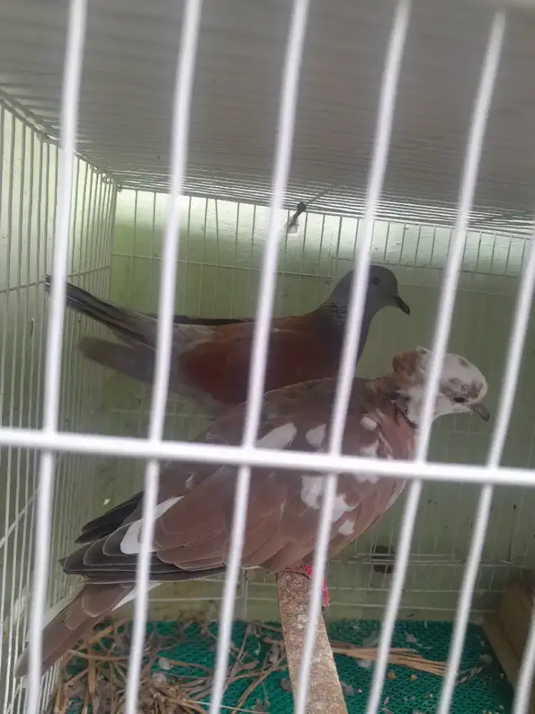 Sepasang merpater dan puter