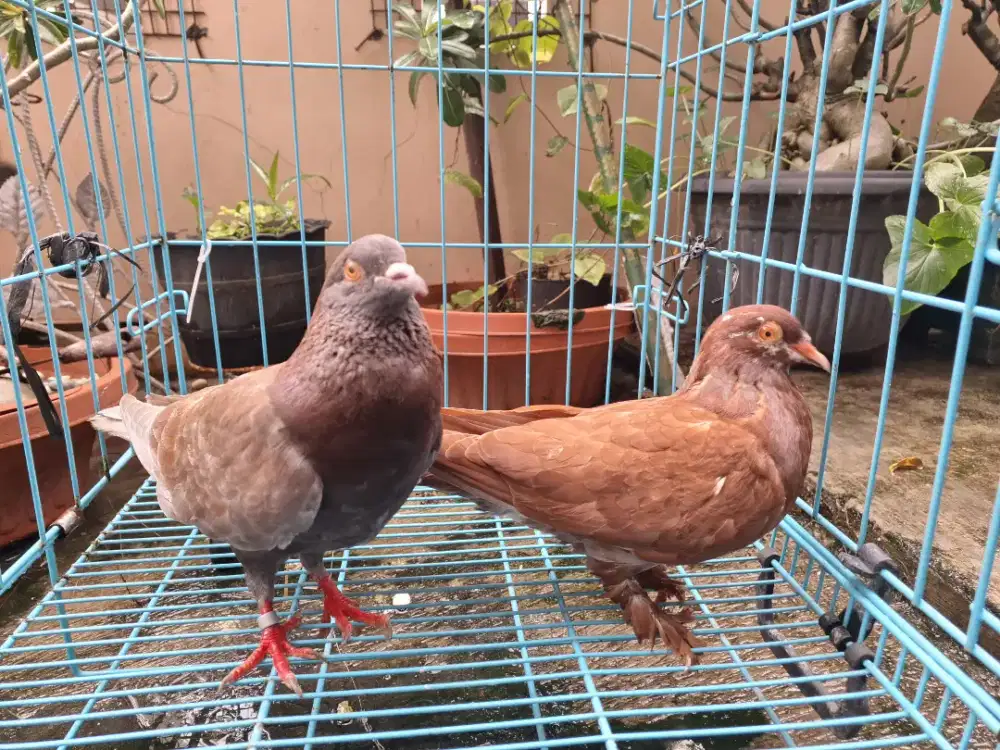 Merpati Kolong Remaja Sepasang