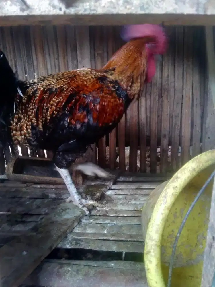 Ayam pelung jantan ukuran besar