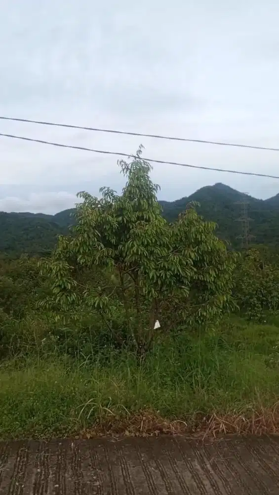 Lokasi Datar d Lewi batu rumpin buat villa Atau Kebun buah buahan