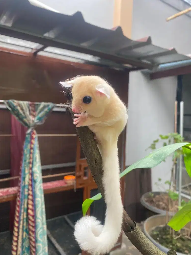 Sugar glider joy leucistic