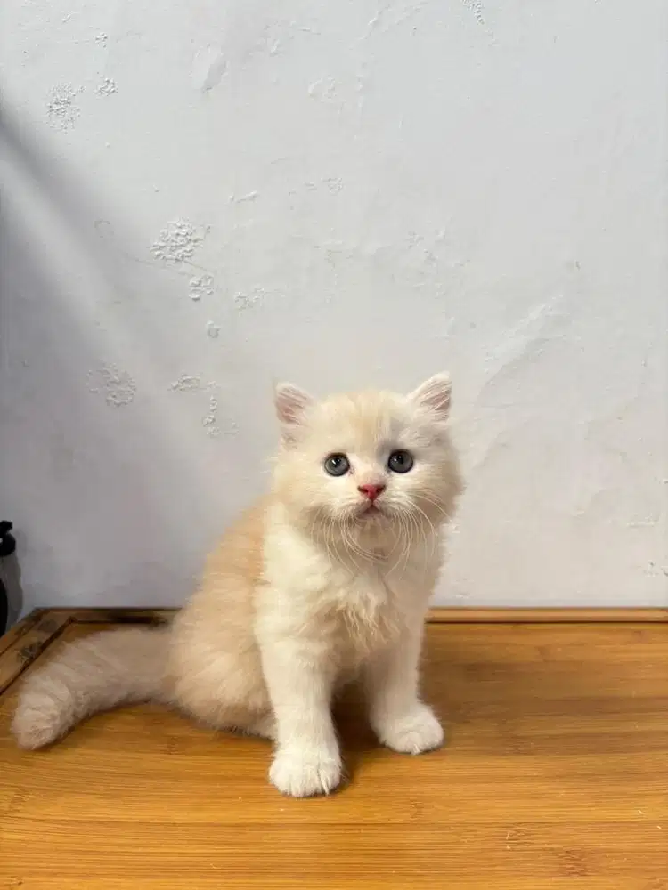 Kucing flatnose bigbone