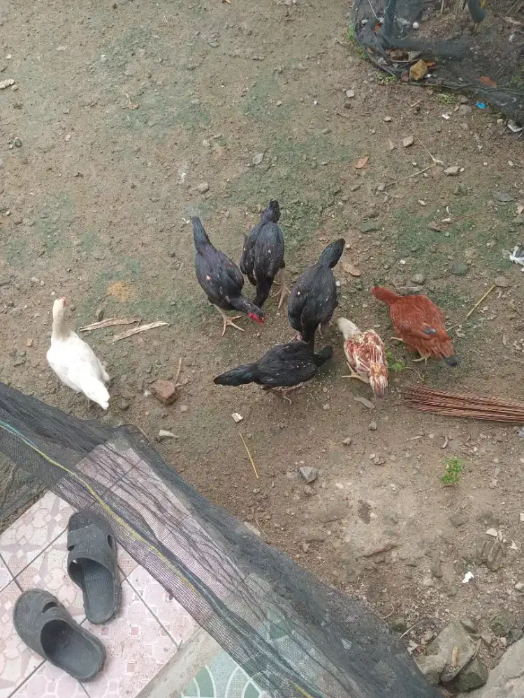 4 Ayam Bangkok Usia Remaja usia 9 bulan Sehat jenis kelamin random