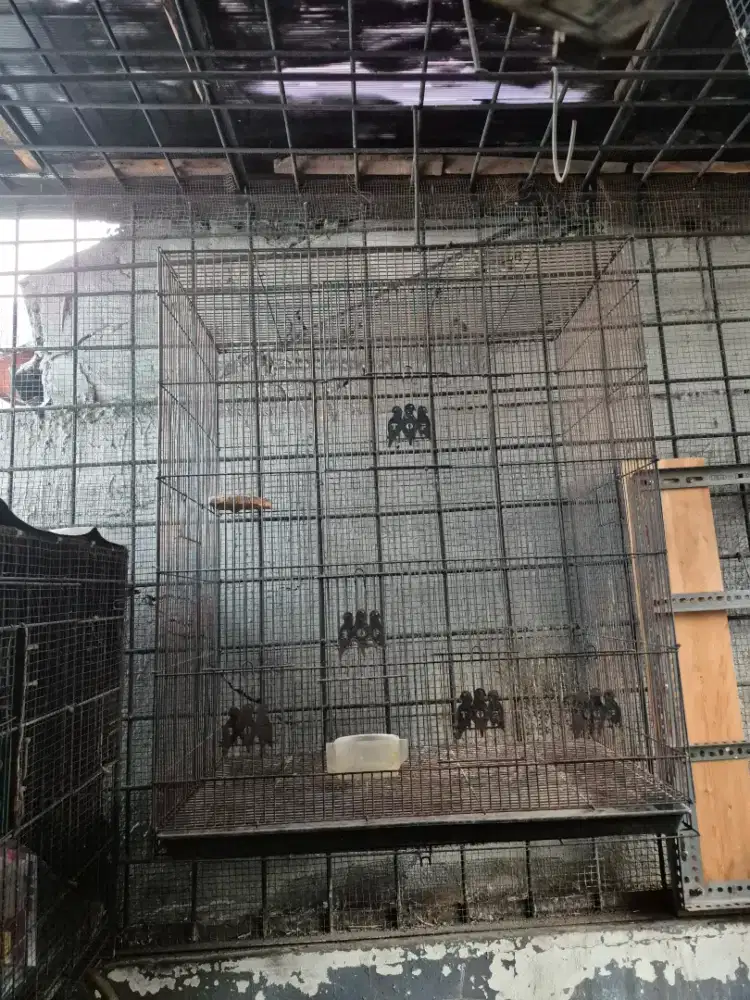 Dijual kandang 75x45x90