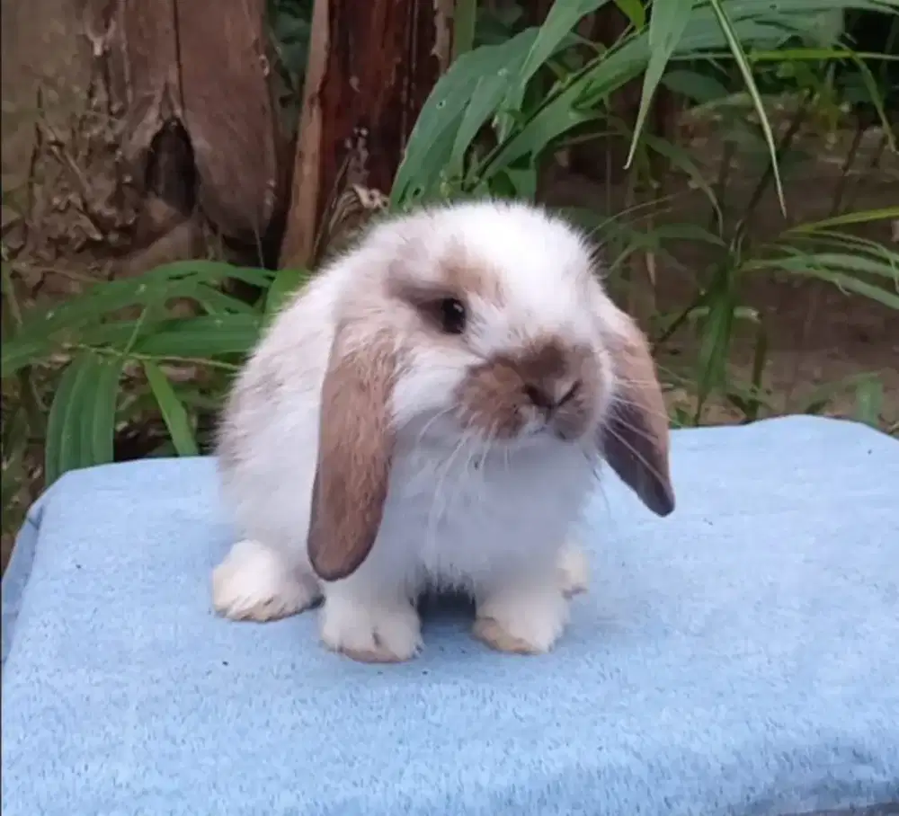 Kelinci Holland loop