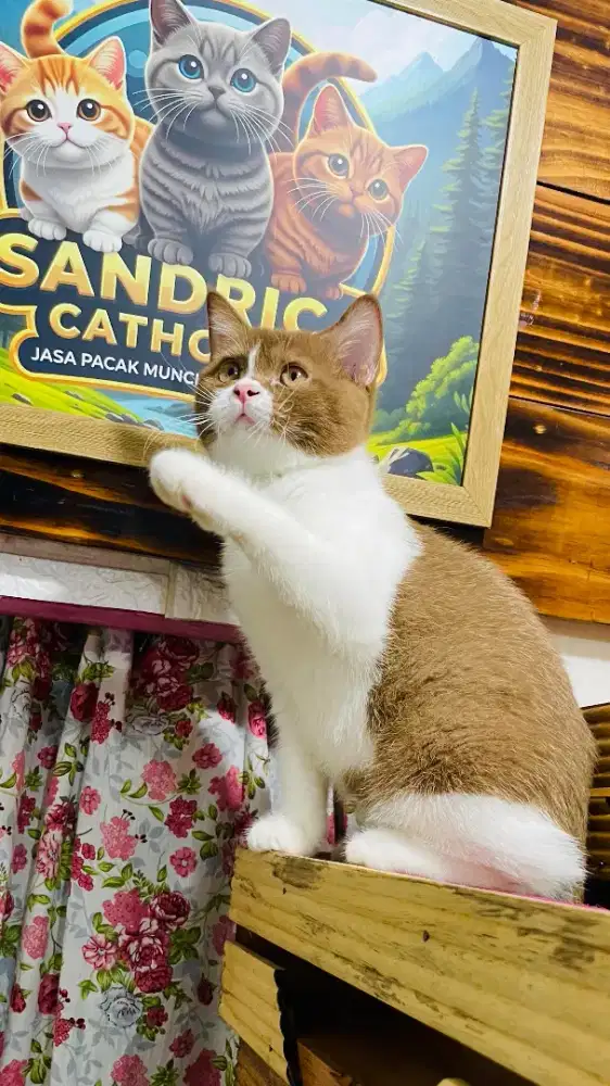 Bsh cinamon B color  jantan