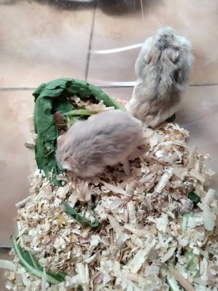 Jual hamster anakan dan kawinan