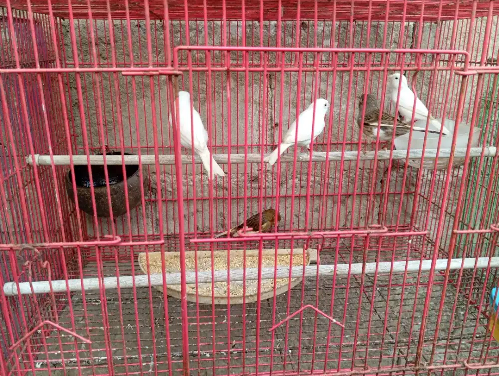 Kenari Bahan Warna Cerah