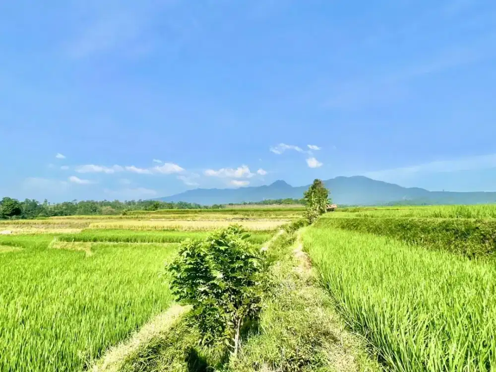Dijual Murah Tanah Sawah 2742 m2 di Darangdan Purwakarta