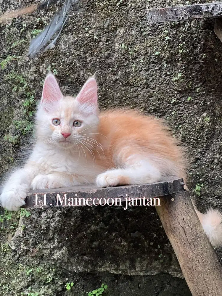 Kucing mainecoon pure anakan import