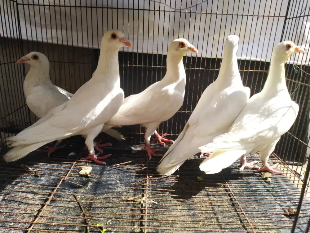 Merpati putih bersih