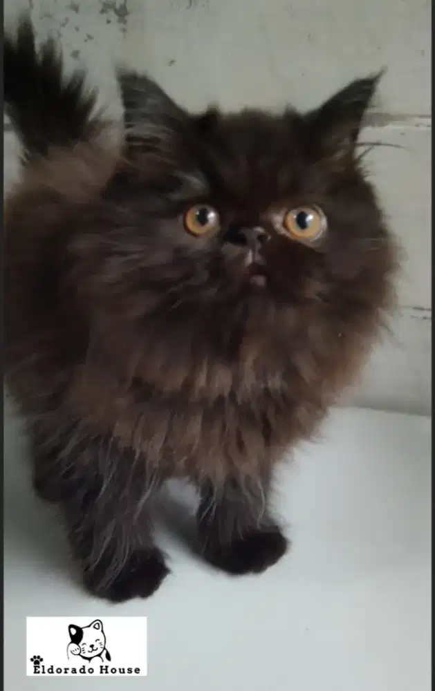 Kitten Persia Peaknose Betina Black