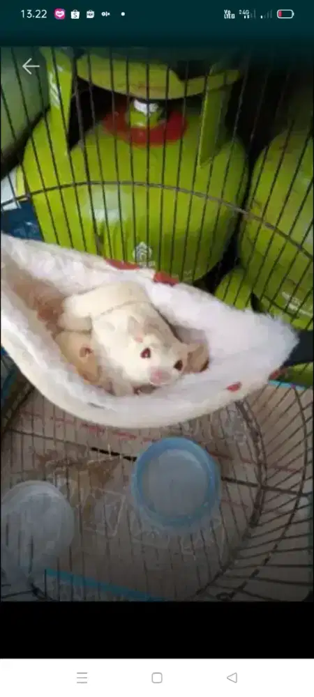 Dijual cepat Sugar glider albino jantan