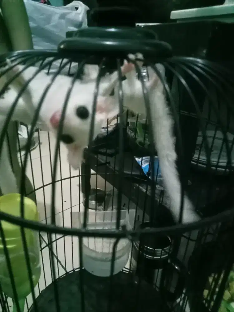 Dijual cepat Sugar glider leucistik betina