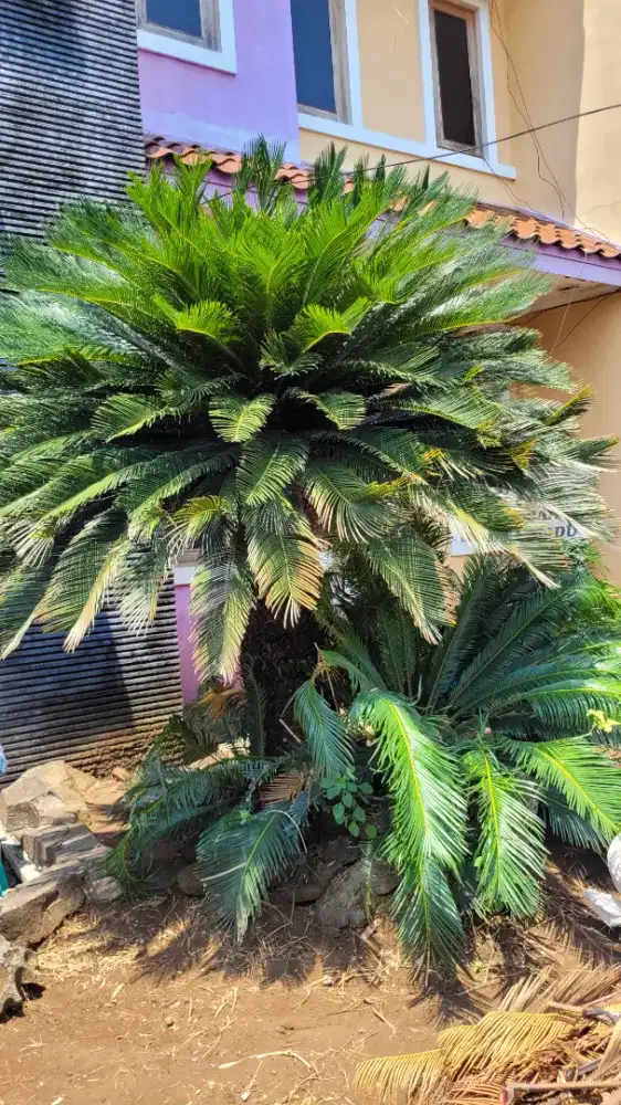 Pohon sikas 2.5 meter