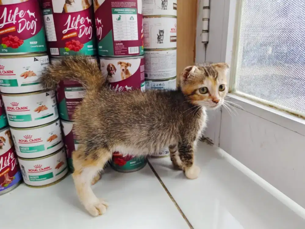 Kucing Scottish fold betina