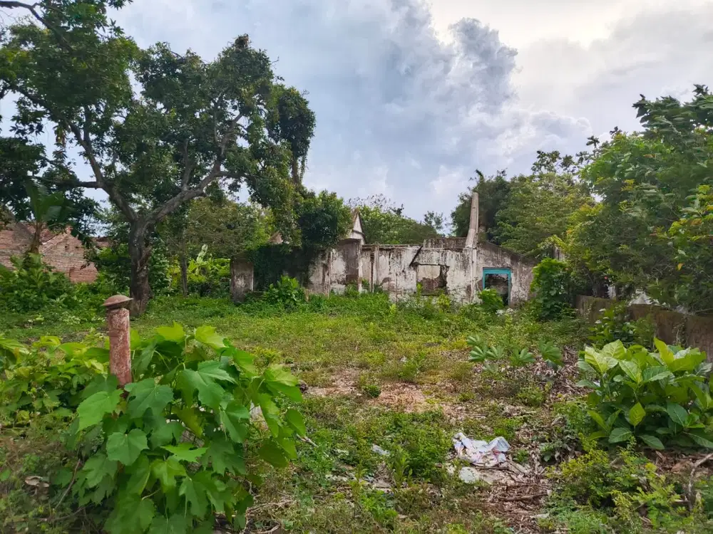 TANAH LUAS, SUBUR DAN STRATEGIS DI KURUNGREJO PRAMBON