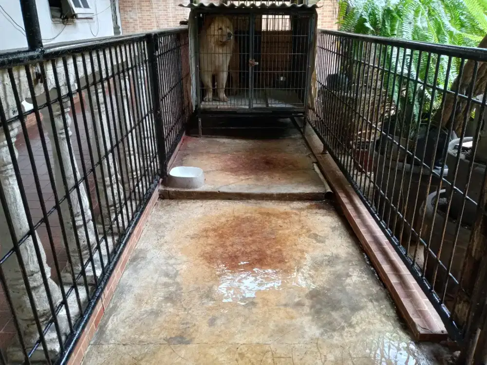 Penitipan anjing suasana adem dan asri