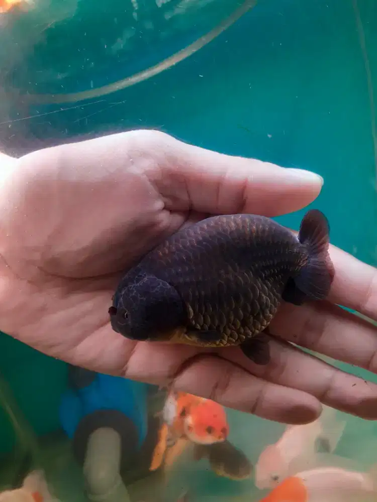 Ranchu tiny tail rancu