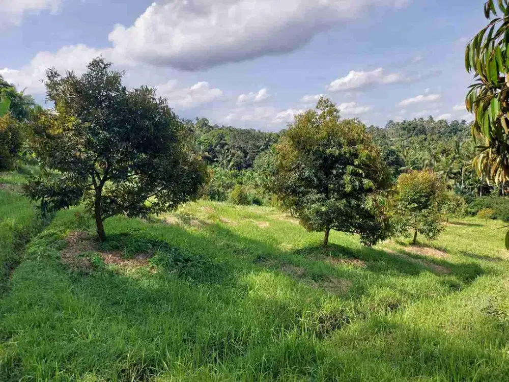 jual kebun durian / kebon duren musang king di Tabanan Bali, masih bisa dikembangkan