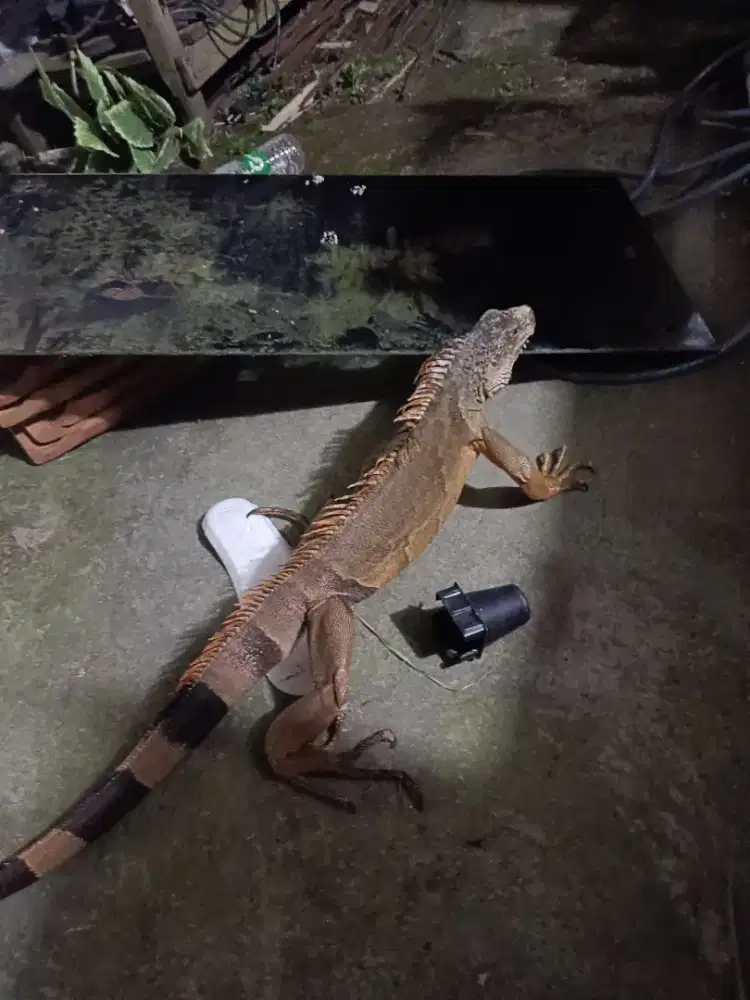 Iguana jumbo istimewah