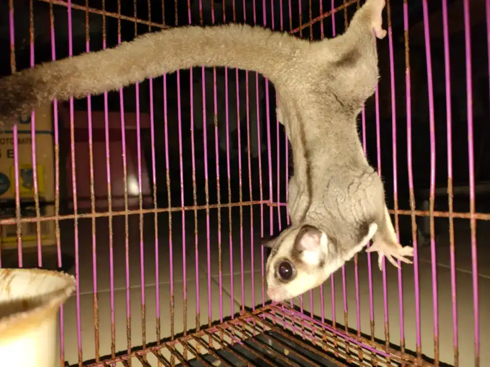 Sugar Glider Jantan CG