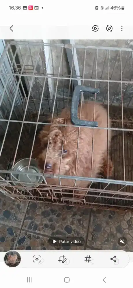 Jual anjing 3 ekor borong