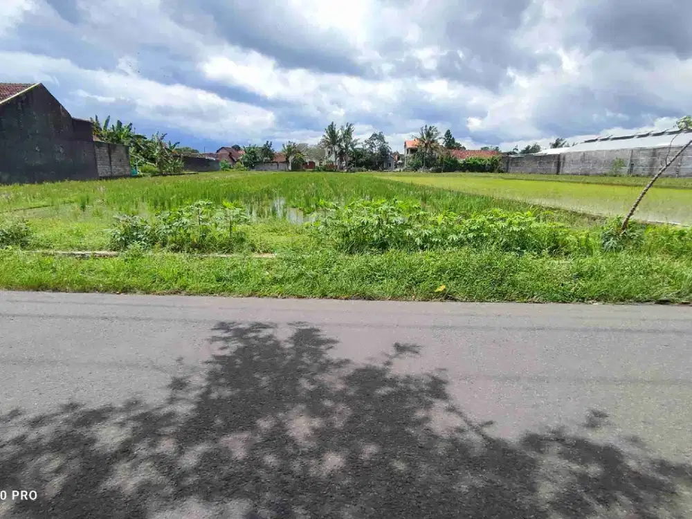 SAWAH JALUR KUNING DEKAT JALAN RAYA GODEAN KM 8 YOGYAKARTA