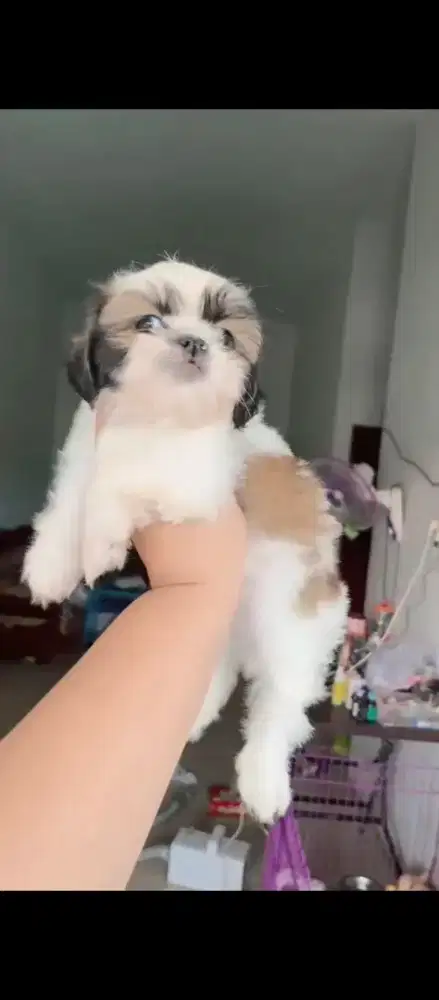 Mini Shihtzu Medan